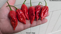 Dorset Naga - Pepper Seeds - White Hot Peppers